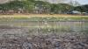 Kekeringan di Waduk Saradan Madiun Meluas - Bagian 2