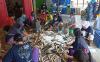 IRT di Pemalang Mendadak Jadi Buruh Sortir Ikan Demi Dapur Tetap Mengepul