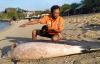 Lumba-Lumba Ditemukan Mati di Pantai Sundak Gunungkidul