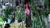 Terekam CCTV, 2 Perempuan di Prabumulih Masukkan Aglonema ke Celana Dalam