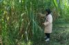 UGM Kembangkan Rumput Gama Umami, untuk Pakan Ternak dan Sumber Energi Alternatif