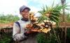 Petani di Sumsel Tertarik Tanam Jahe di Tengah Pandemi, Ternyata Ini Alasannya