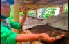 Warga Lembang Sukses Budidaya Cacing Lumbricus untuk Bahan Obat