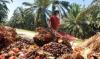 Gapki Prediksi Pasar CPO Belum Pulih 100 Persen Tahun Depan