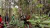 BBKSDA Sumut Lepas Liarkan Orang Utan Tapanuli ke Habitat Aslinya