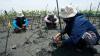 Hari Pohon Sedunia, Relawan Tanam Mangrove dan Bersih-Bersih Pantai Tirang Tapak - Bagian 3