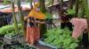 Warga Bambankerep Semarang Menikmati Panen Hasil Urban Farming - Bagian 3
