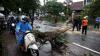 Pohon Tumbang Tutup Jalan Utama Banyuwangi - Bagian 2