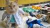 Tingkah Menggemaskan Kucing Pakai Busana Santri hingga Tenaga Kesehatan - Bagian 2