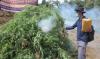 Bareskrim Cabut dan Bakar Ladang Ganja Seluas 5 Hektare di Madina Sumut 