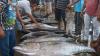 Tangkapan Ikan Tuna Nelayan Aceh Turun akibat Cuaca Buruk - Bagian 2