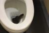 Viral, Ular Besar Sembunyi di Kloset Toilet Tempat Wisata Singapura