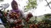 Panen Kopi Arabika Gayo di Aceh Tengah - Bagian 1