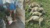 Geger, Puluhan Kambing di Kuningan Mati Misterius dengan Luka Gigitan di Leher