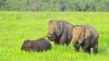 Melihat Kehidupan Gajah Jinak di Taman Nasional Way Kambas