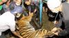 Harimau Sumatera Masuk Perangkap Dievakuasi BKSDA Aceh - Bagian 2
