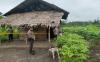 Pria Asal Lampung Tewas di Kebun Cabai di Prabumulih, Kepala Berdarah
