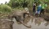 Gajah Sumatera Ditemukan Mati di Kawasan Konservasi Cot Girek
