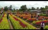 Taman Celosia, Spot Instagramable Terbaru di Pinggiran Palembang 