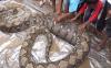 Perut Buncit Diduga Mangsa Babi, Piton Sepanjang 5 Meter Ditangkap Warga
