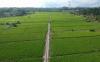 950 Hektare Sawah di Bangka Belum Digarap Maksimal, Tersebar di Sejumlah Kecamatan 