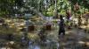 Sungai Cikidang Tasikmalaya Meluap, Warga Memancing di TPU yang Terendam Banjir