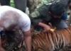 Video Seekor Harimau Sumatera Terjerat Perangkap Babi di Aceh