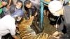 BKSDA Evakuasi Harimau Sumatra Terjerat Perangkap Babi di Aceh Tenggara