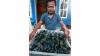 Penjualan Kepiting dan Lobster Desa Talulobutu Gorontalo Tembus Pasar China - Bagian 2
