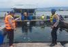 Ikan Mati Cemari Waduk Jatiluhur Purwakarta, Warga Keluhkan Bau Busuk 