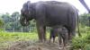 Bayi Gajah Betina Lahir di Tangkahan Langkat