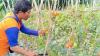 Harga Pasaran Anjlok, Petani KBB Hancurkan Tanaman Tomat 