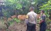 Diduga Dicuri, 9 Ekor Sapi Milik Warga Lombok Barat Ditemukan di Bendungan