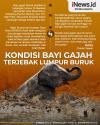 Infografis Bayi Gajah di Aceh Terjebak Lumpur