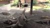 Serunya Uji Adrenalin Beri Makan Buaya dan Komodo di Kebun Binatang Surabaya