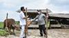 Gubernur Babel Salurkan Bantuan Sapi Program KUR Tahap II untuk Petani di Bangka Tengah 