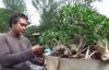 Pandemi Covid-19, Warga Gunungkidul Sukses Berbisnis Bonsai