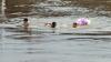 Anak-Anak Kampung Pulo Nekat Berenang di Arus Deras Sungai Ciliwung - Bagian 1