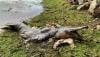 Ikan Mirip Buaya Terdampar di Waduk, Begini Penampakannya