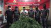Polisi Temukan 2 Ha Ladang Ganja Tersembunyi di Perkebunan Kopi di Seluma Bengkulu