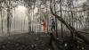 19,5 Hektare Hutan Lindung di Aceh Tengah Hangus Terbakar