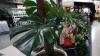 Pamer Monstera hingga Red Aglaonema, Ada yang Dijual hingga Ratusan Juta Rupiah - Bagian 1