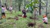 Dua Hektare Lahan Perhutani di Lereng Gunung Lawu Ditanami Kopi 