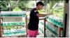 Pria Asal Konawe Ini Dapat Omzet  Jutaan Rupiah dari Hasil Budi Daya Ikan Cupang
