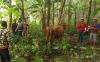 Hilang Dicuri, 4 Ekor Sapi Ditemukan Terikat Pohon Jati di Tengah Hutan 