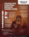 Infografis Orangutan Sumatera Disuntik Vaksin Covid di Kebun Binatang AS