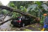  Pohon Tumbang Timpa Mobil dan Rumah Warga di Sleman