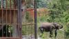 Gajah Jinak Patroli Cegah Konflik Warga dan Hewan Liar - Bagian 3