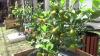 Pemkot Dorong Warga Semarang Manfaatkan Lahan Sempit lewat Urban Farming