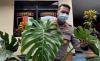 Curi Tanaman Hias Monstera, Warga Pontianak Ditangkap usai Jual di Facebook